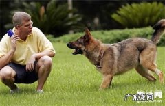 【犬埃立希氏体病状】犬埃立希氏体病缘故及治疗方法