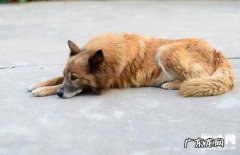 【狗狗呕吐该怎么办】狗呕吐的原因及治疗方法