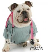 小狗疫苗接种务必了解的事