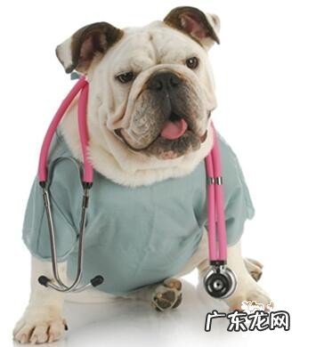 小狗疫苗接种务必了解的事