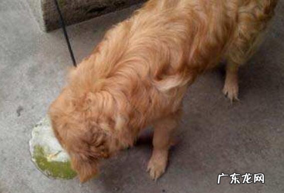 狗狗呕吐该怎么办,狗狗呕吐的根本原因