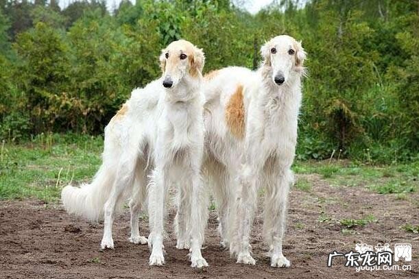 苏俄猎狼犬感冒发烧该如何处理？