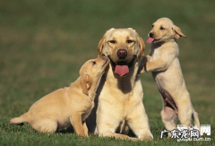 小狗中毒了该怎么办？给小狗祛毒的恰当方式