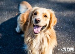 犬传染性疾病与裂头蚴全集