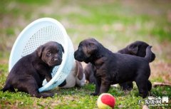 小狗栽种预苗时要留意什么事宜？