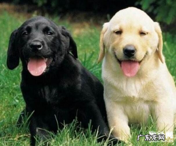 普遍的小狗眼部护理方式有什么?