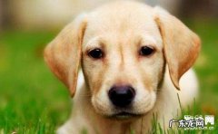 小狗普遍的三种眼睛疾病病症