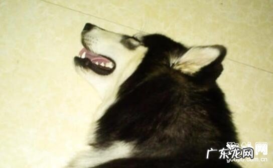 小狗中毒了后啥事能做,啥事不可以做?