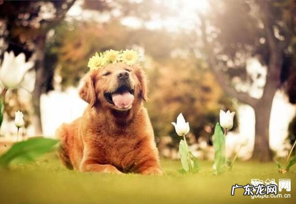 小狗经常抓脸的缘故及治疗方法有什么