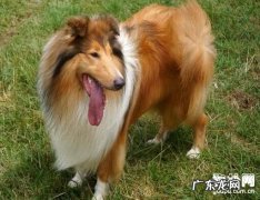【犬埃利希体病状】犬埃利希体病确诊及治疗方法