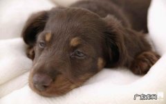 小狗败血病的缘故级表现症状