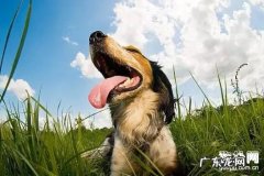 幼狗非常容易得细微和犬瘟的根本原因