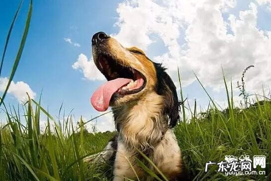 幼狗非常容易得细微和犬瘟的根本原因