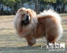 犬子宫蓄脓的种类及治疗方法