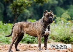 酷热下待长时间,狗比人非常容易中署