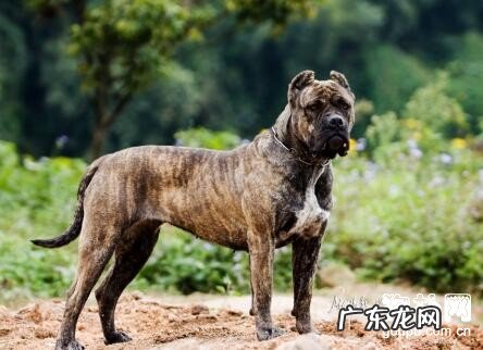 酷热下待长时间,狗比人非常容易中署