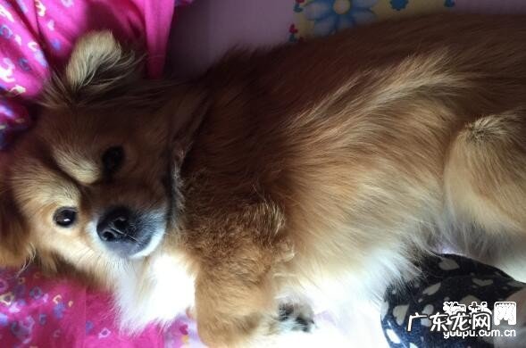 什么叫犬瘟,小狗得了犬瘟症的最好治疗方法