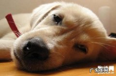 什么叫犬瘟，小狗得了犬瘟症的最好治疗方法