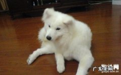 小狗发痒难忍？让Omega油酸来帮你