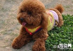 【小狗膀胱癌症状】小狗前列腺癌的缘故及治疗方法