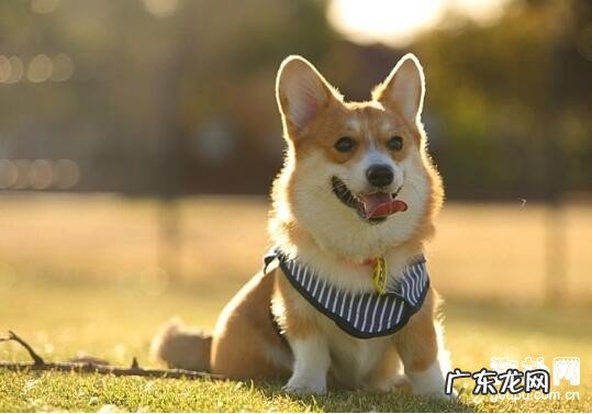 小狗得了细微是否会传染人