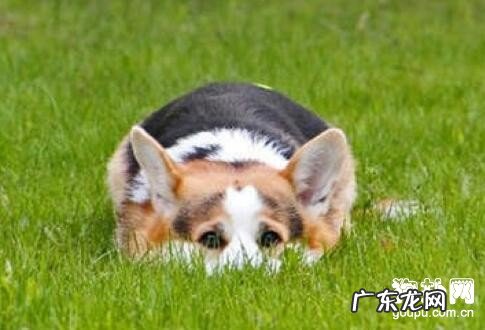 小狗得了细微是否会传染人