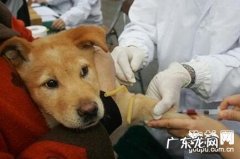 小狗注入预苗的常见问题