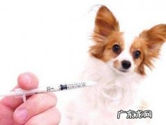 小狗注入狂犬病疫苗后有不良反应吗