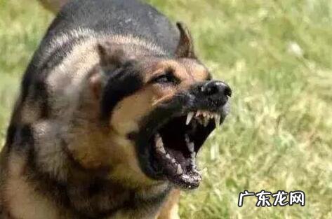 得了狂犬病毒能治好吗,狂犬病毒的防止治疗办法