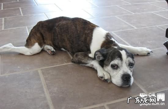 【小狗肠胃溃烂病症】犬肠胃溃烂确诊及治疗方法