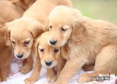 狗狗发烧呕吐怎么办？