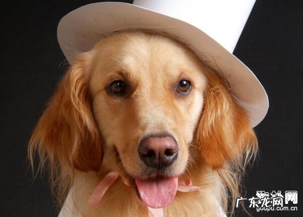 狗狗发烧呕吐怎么办?