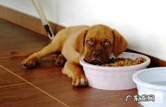 【小狗胃肠炎症状】犬肠胃炎确诊及治疗方法