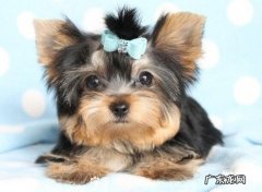 【小狗消化不好该怎么办】汇总造成小狗消化不好的食材