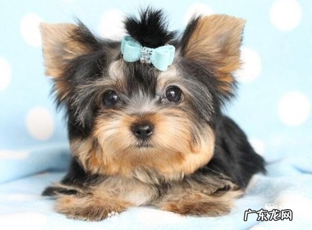 【小狗消化不好该怎么办】汇总造成小狗消化不好的食材