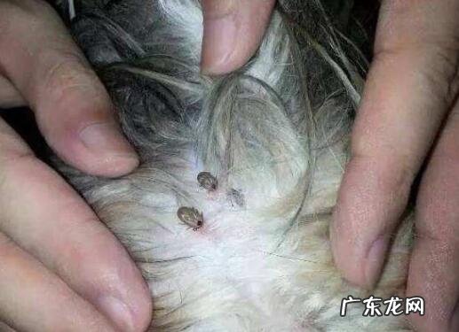 小狗如何除虫,幼犬驱虫一次要多少钱?