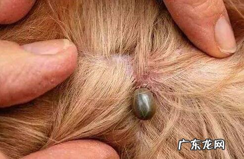 小狗如何除虫,幼犬驱虫一次要多少钱?