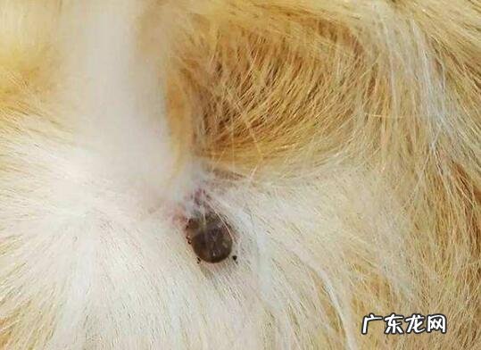 小狗如何除虫,幼犬驱虫一次要多少钱?