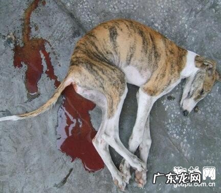 犬冠状病毒的病症和防止方式