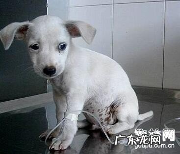 犬冠状病毒“翻肠子”的病症和治疗方法