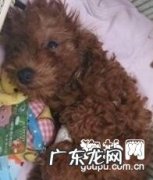 犬冠状病毒“翻肠子”的病症和治疗方法