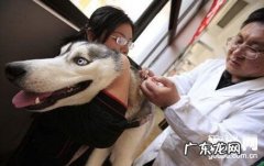 狗狗疫苗的类型有什么
