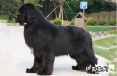 小狗四肢无力普遍的几类缘故