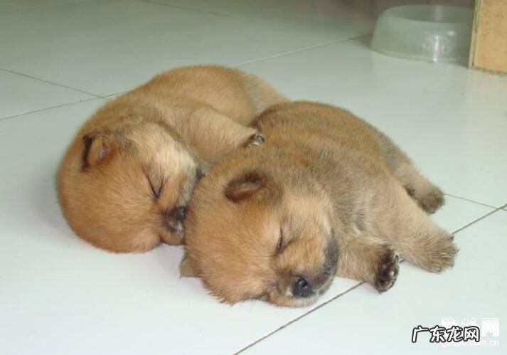 怎么治疗小狗犬窝咳？