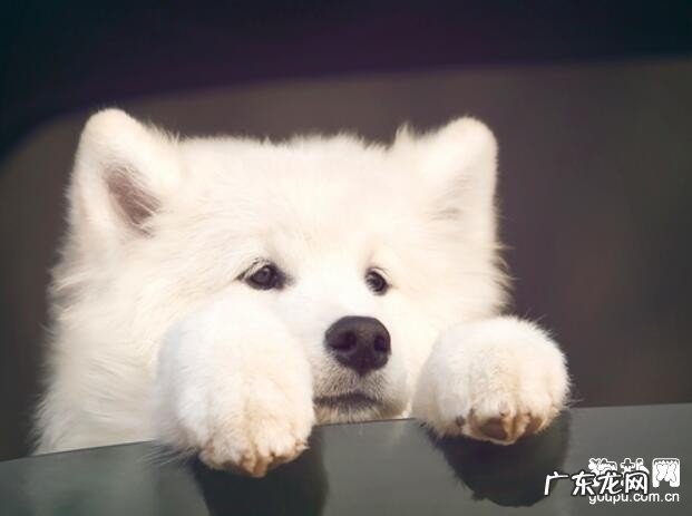 狗狗感冒了吃什么中药?狗狗感冒常备药