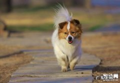 小狗又拉又吐该怎么办？狗狗呕吐拉稀的原因