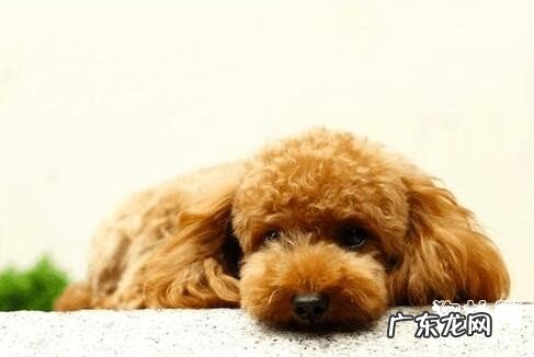 小狗后面没力站不住的缘故