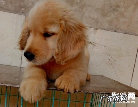 翻肠子 犬冠状病毒的防止方式