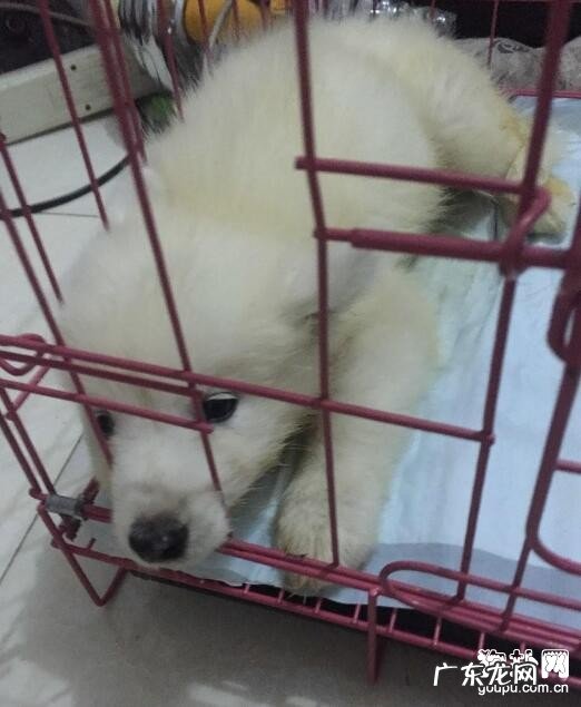 翻肠子 犬冠状病毒的防止方式