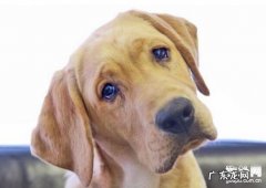 狗狗头歪向一边的缘故